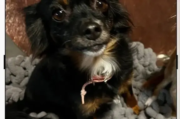 Lost: Small Black Chihuahua, UTSA Blvd