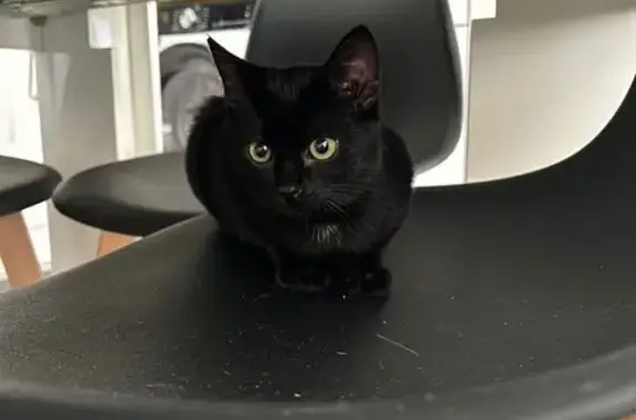 Chatonne noire perdue à Montpellier - photo