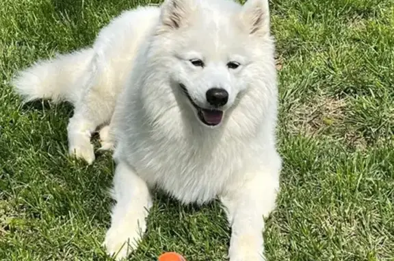 Lost Dog: Apollo Missing Near Water Towers