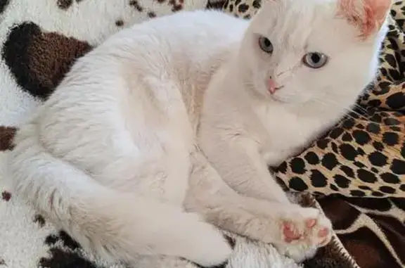 Chat trouvé Sèvres, photo: Chatte blanche trouvée à Ville-d'Avray