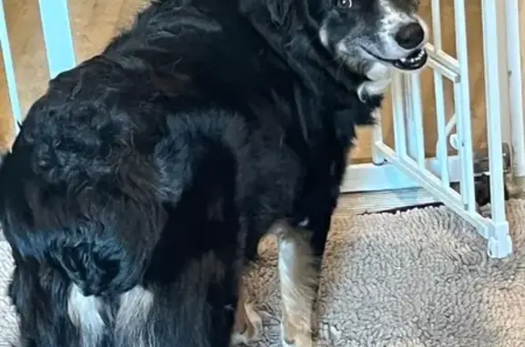 Lost Tri-Color Dog in Portage, IN