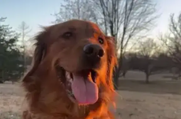 Lost Dog: Red Coat, Allergic to Chicken