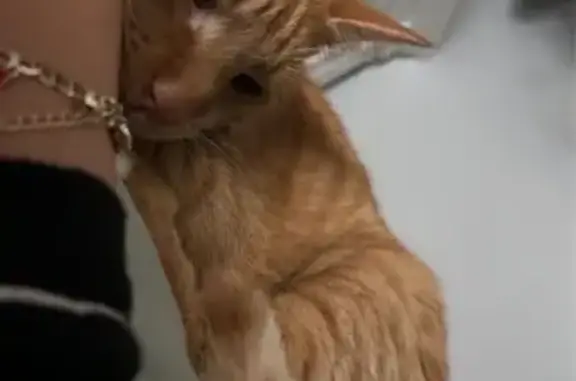 Lost Orange Tabby: Friendly & Neutered