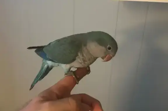 Lost Blue Quaker Parrot in Bre...