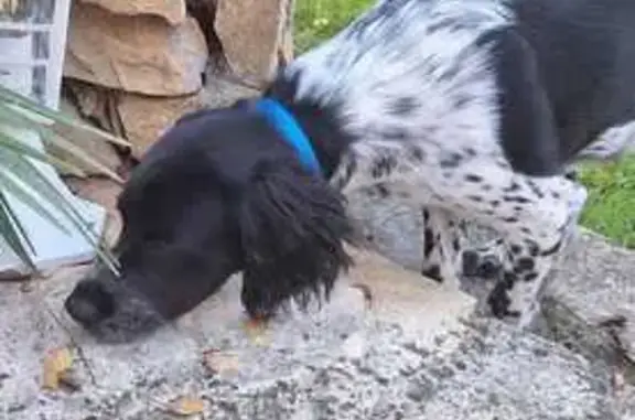Chien trouvé Le Beausset, photo: Chien mâle noir et blanc trouvé au Beausset