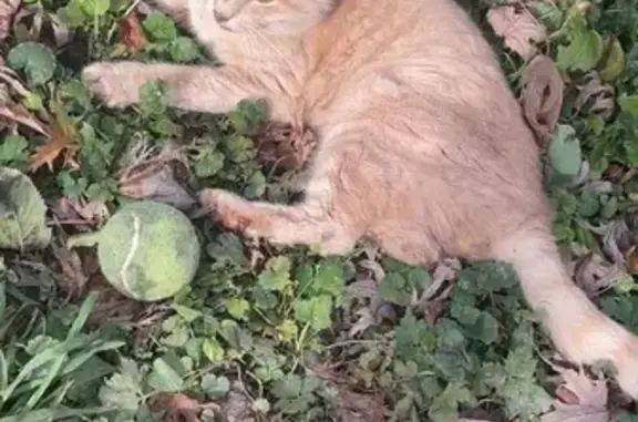 Animaux trouvés , photo: Chat roux blessé trouvé à Landange