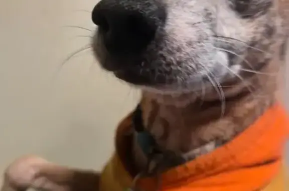 Missing dog Eugene, photo: Lost Tan Chihuahua: Snoopy Collar & Sweater