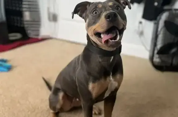 Missing dog Conover, photo: Lost Dog: Gray with Brown & White Patch