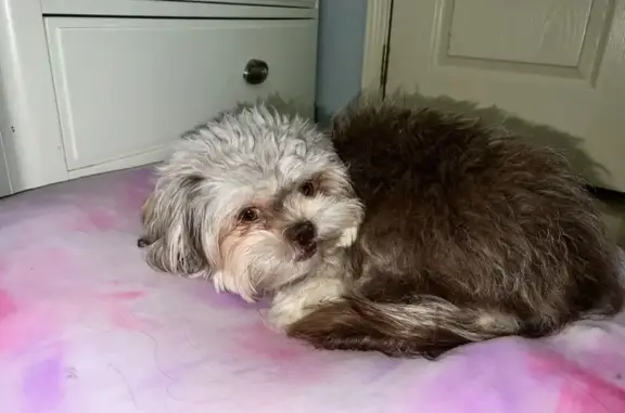 Lost Shitzu on Esperanza Ave, Hidalgo