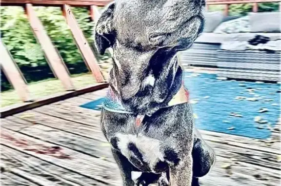 Friendly Blue-Grey Pitt Mix Lost in WV