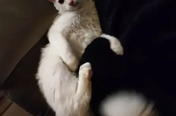 Chat blanc perdu, yeux bleus, Les Grands Voisins - photo