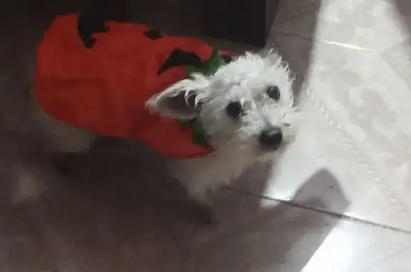 Búsqueda de mascotas, foto: Perro Blanco Perdido en Tlalnepantla