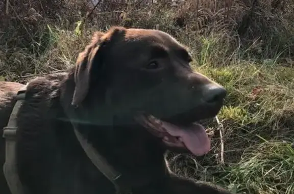 Animaux trouvés , photo: Chienne labrador trouvée à Basse-sur-le-Rupt