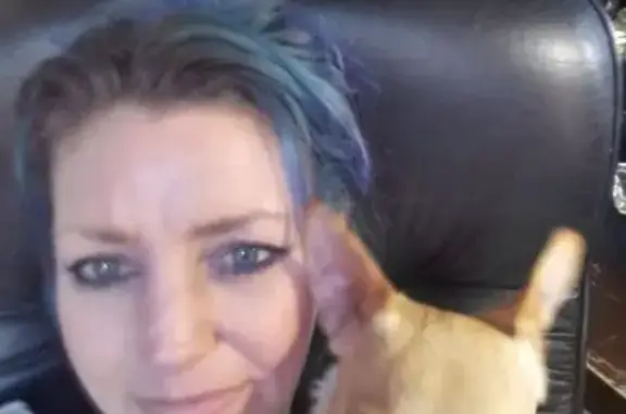 Lost Service Dog: Lulu, Springtown