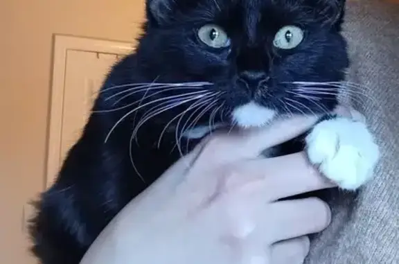 Found: Young B&W Cat on N. Pen...