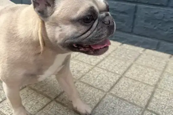 Animaux trouvés Rivière, photo: Chienne retrouvée rue du Crinchon