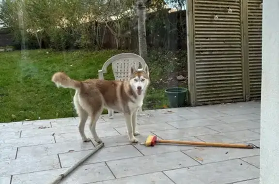 Chien trouvé Sautron, photo: Jeune husky trouvé à Sautron