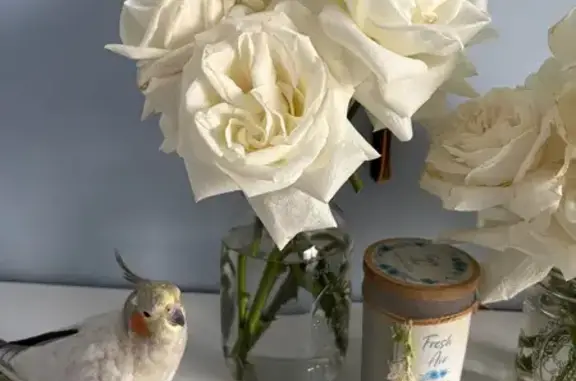 Lost Cockatiel Luna: Friendly...