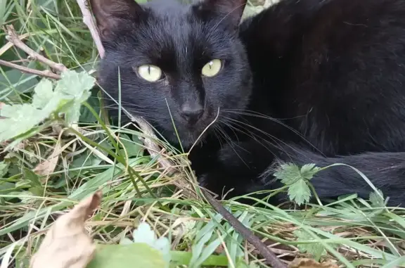 Chat perdu, , photo: Chat noir Momo perdu à Meix-devant-Virton