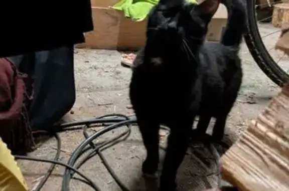 Animaux trouvés Sélestat, photo: Chat noir mâle trouvé à Sélestat
