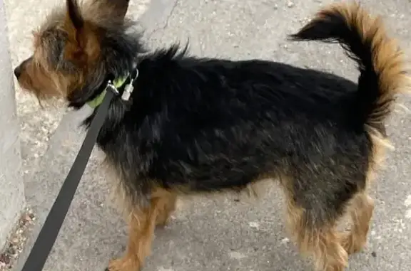 Chienne perdue chaleur, Place Gare Roissy - photo