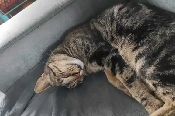 Chat perdu stérilisé, Rue des Cailloux - photo