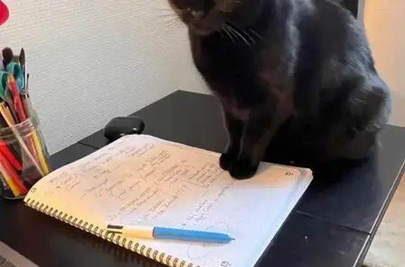 Mia, chatte d'intérieur perdue à Biéville - photo