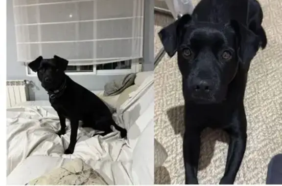 Búsqueda de mascotas, foto: Perro Perdido: Mestizo Negro en Illescas