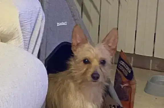 Perro Canela Perdido en La Vall d'Uixó