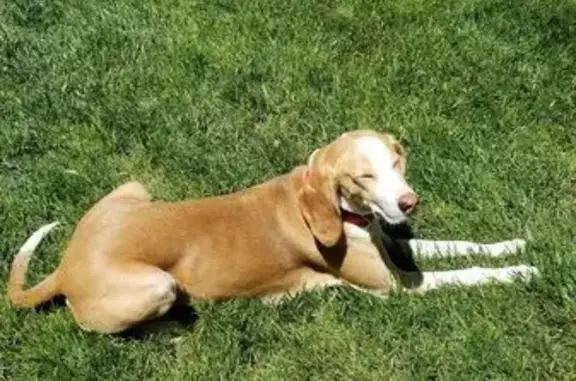 Lost Dog: Red Collar, Center Court Dr