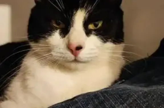 Animaux perdus , photo: Chatte perdue, blanche/noire, Champagné