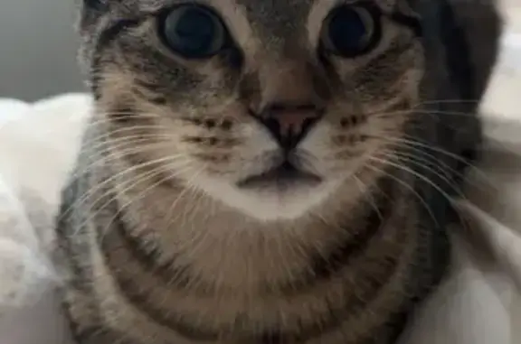 Animaux perdus , photo: Chat tigré perdu, craintif, Pont-de-Buis