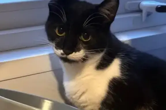 Chat trouvé Ondres, photo: Chat peureux capturé à Ondres
