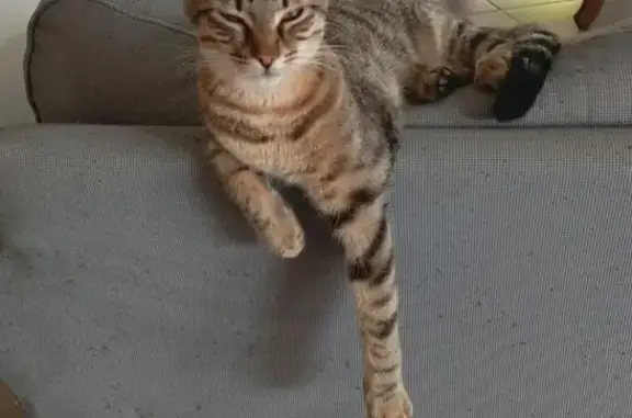 Chat perdu : mâle maron rayé noir, Eysines - photo
