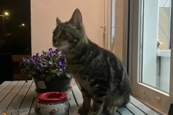 Animaux trouvés Saint-Doulchard, photo: Chat tigré foncé trouvé Rue des Verdins