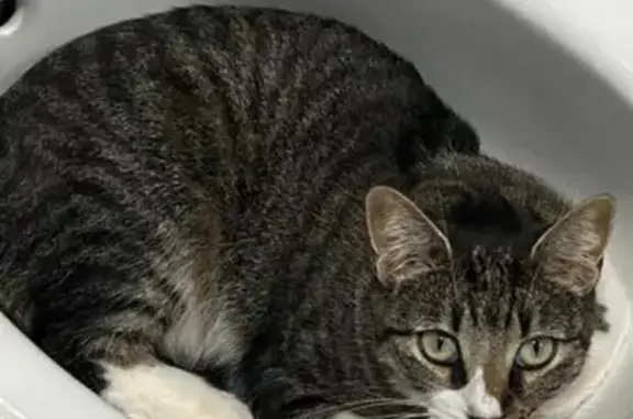 Gata Perdida: Mancha Negra en Pata Delantera