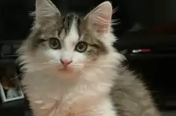 Chaton 4 mois perdu à Montbéliard - photo