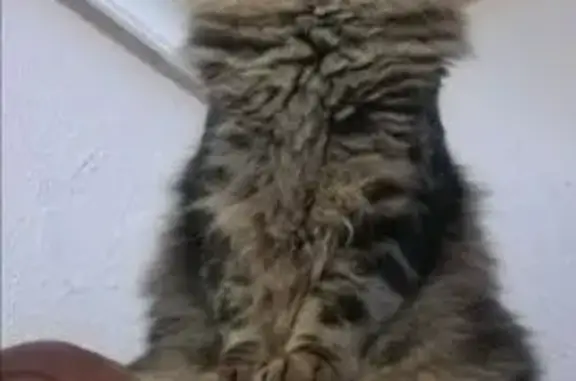 Se busca: Gato atigrado oscuro en Jaén