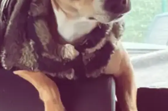 Chien perdu aux carrières de Saint Maximin - photo