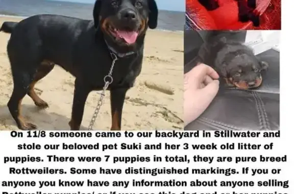 Lost Rottweiler & 7 Puppies in Stillwater