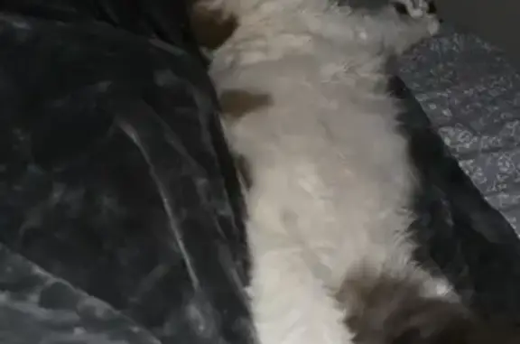 Missing cat Murfreesboro, photo: Lost Skittish Cat in Murfreesboro Area