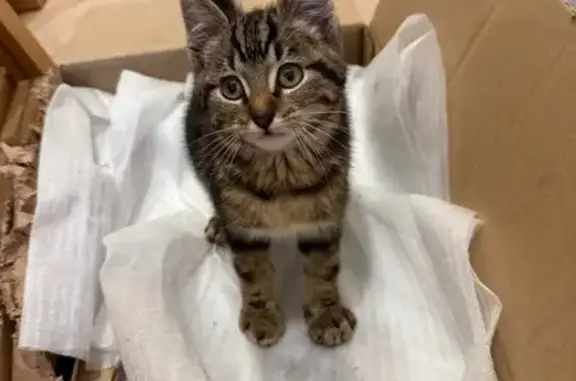 Animaux trouvés Saint-Prest, photo: Chaton tigré femelle trouvé à Saint-Prest