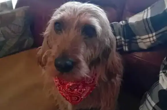 Búsqueda de mascotas, foto: Perro perdido: Basset Leonado en Rivas