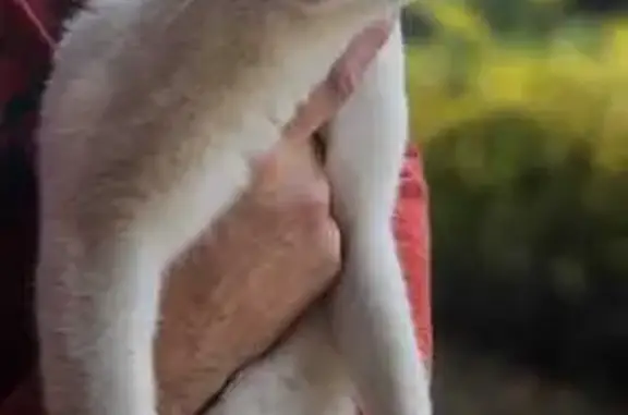 Animaux trouvés , photo: Jeune minette tigrée trouvée à Chevroux