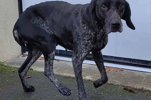 Chien trouvé Grâces, photo: Chienne noire et blanche trouvée à Grâces