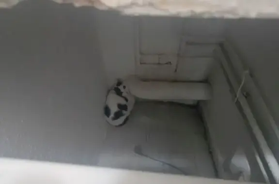 Chatte blanche tachetée trouvée à Marseille - photo