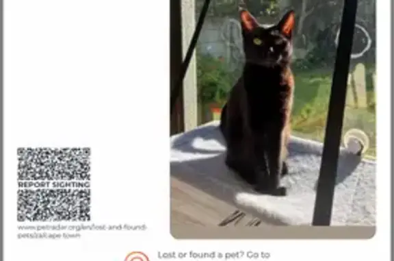 Lost pets Cape Town, photo: Lost Black Cat: Green Collar, Cape Town