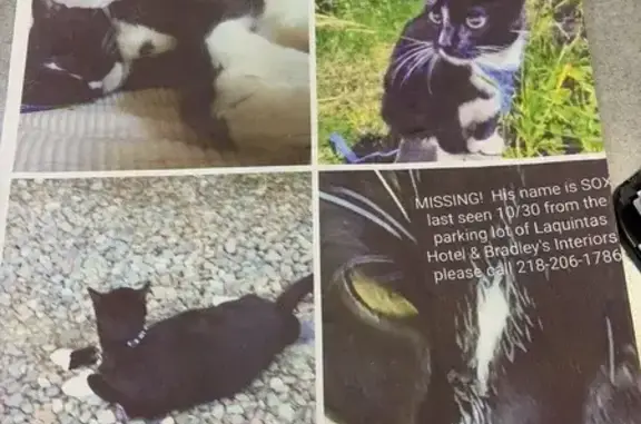 Missing cat Duluth, photo: Lost: Friendly Male Cat, West 5th Duluth