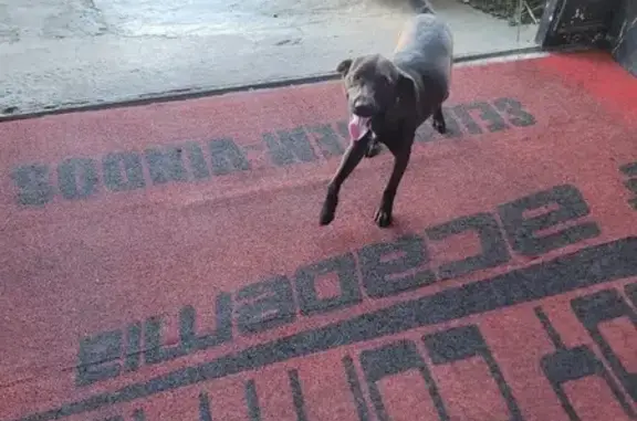 cachorro desaparecida