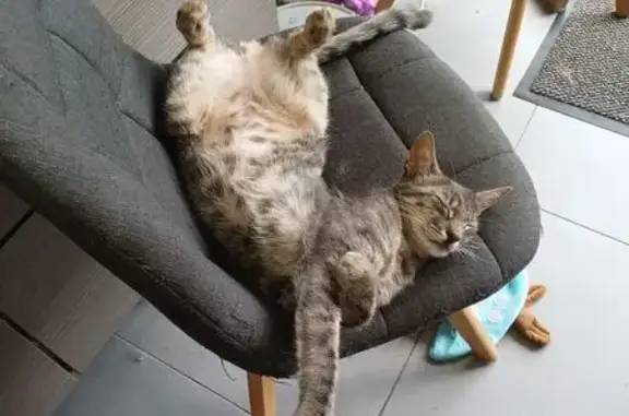 Chat perdue à Arzal, Rue du Pont d'Arzal - photo